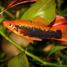 Меченосец Кубинский (Red Tuxedo Swordtail)