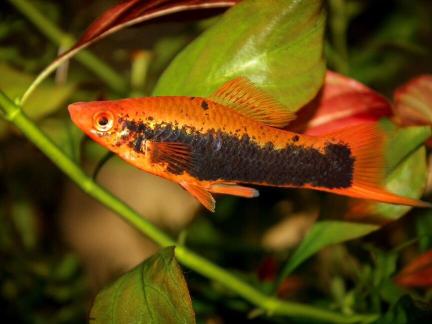 Меченосец Кубинский (Red Tuxedo Swordtail)