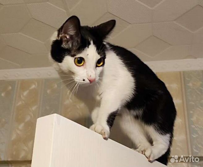 Кошечку спасти