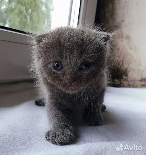 Кошки
