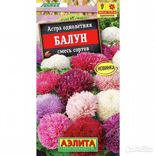 Астра Балун смесь сортов