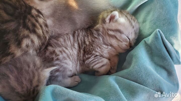 Шотландские котята