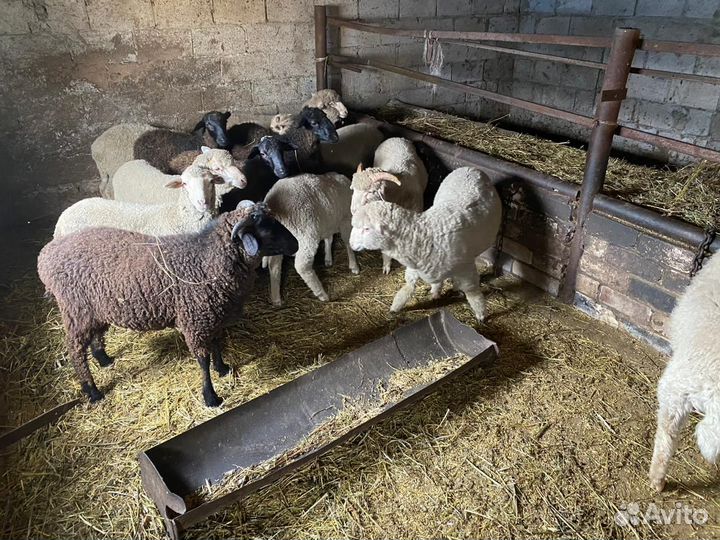 Бараны на племя