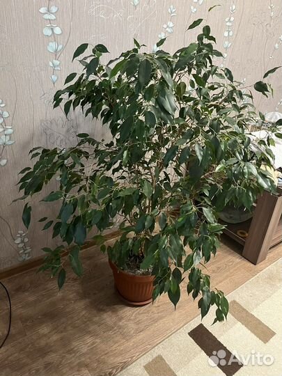 Фикус бенджамина большой