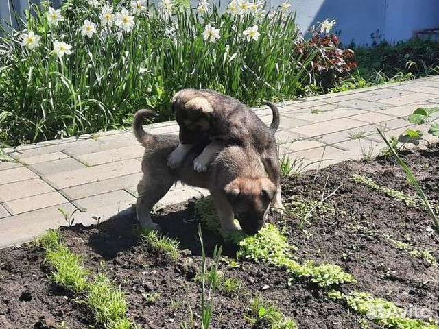 В добрые руки щенки