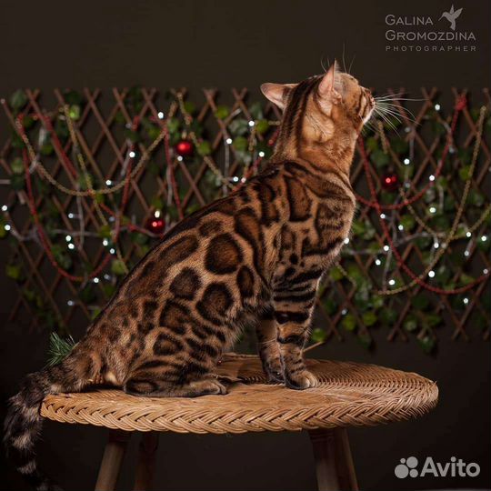 Бенгальский кот