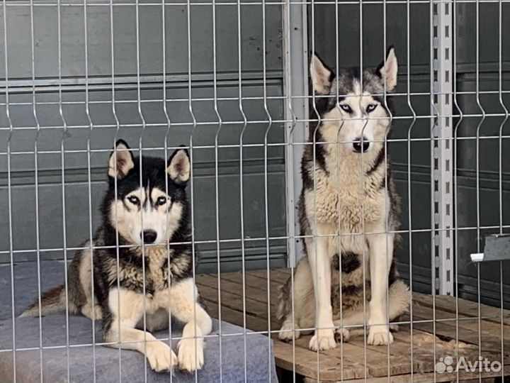Сибирские хаски ищут дом