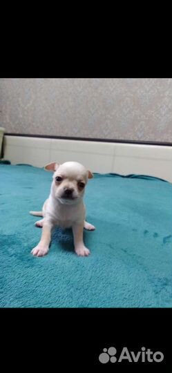 Чихуахуа, тойтерьеры, карликовые пинчеры Доставка