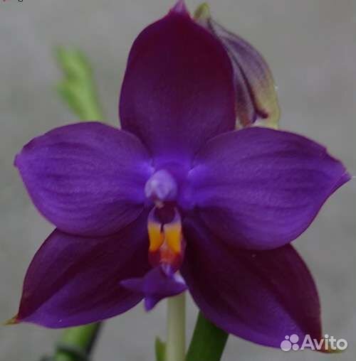 Орхидея фаленопсис Dragon Girl BT Smile