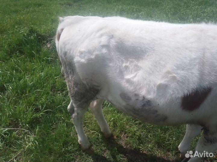 Телята бычки и телки