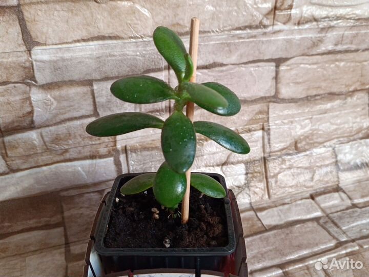 Крассула/Толстянка/Денежное дерево