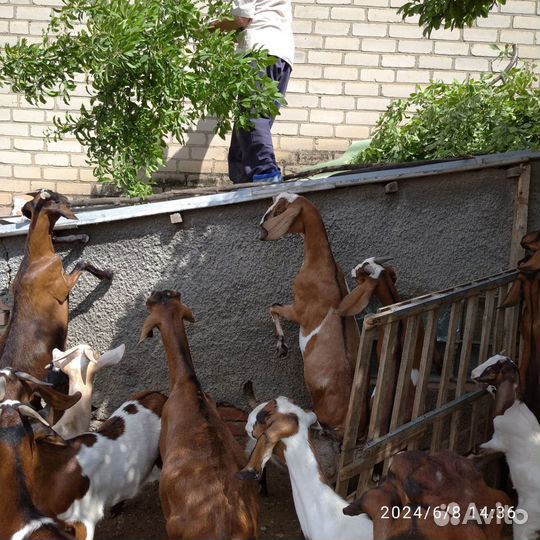 Козы и козлята камори