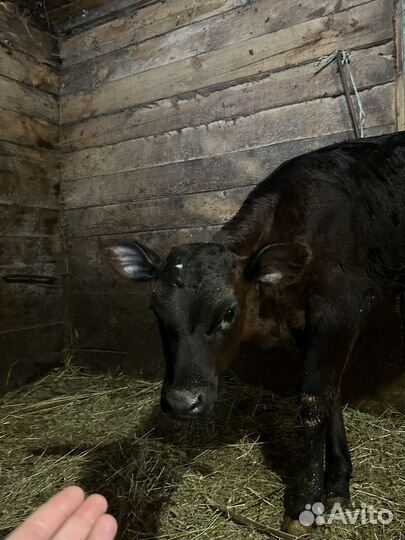 Телочка 1,5 месяца