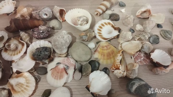 Морские ракушки раковины