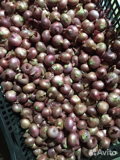 Лук семейный Кудымкарский