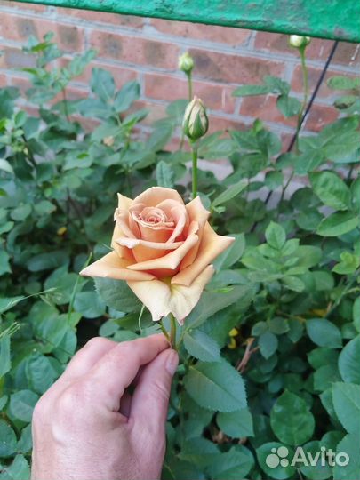 Саженцы роз