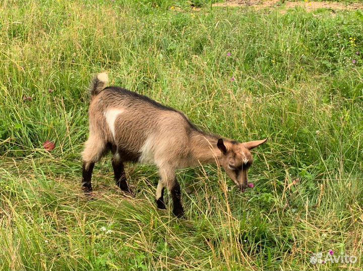 Коза и козлята