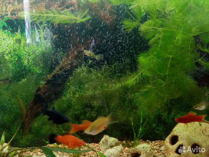 Рыбки, растения, улитки