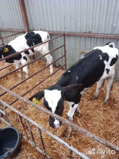 Бычки и тёлочки