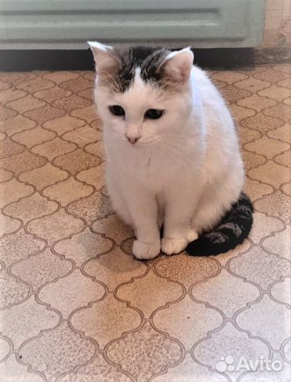 Кошка в дар