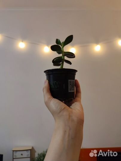 Толстянка (крассула)