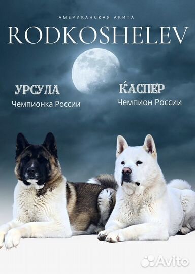 Щенки американской акиты