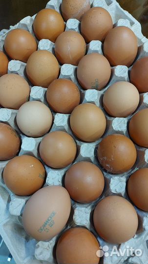 Яйцо куриное оптом