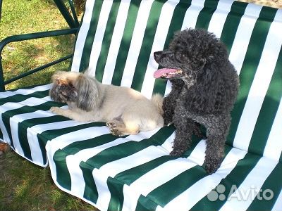 Гостиница для собак, длительная передержка