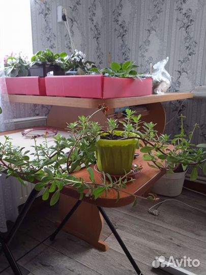 Комнатные цветы