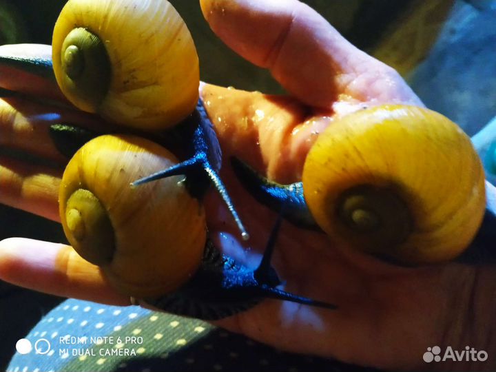 Улитка захриссия гуаненсис, архахатина эгрегия