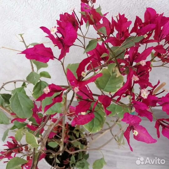 Бугенвиллия