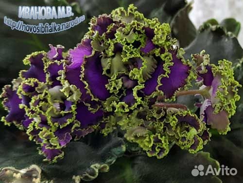 Сортовые фиалки