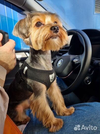 Вязка собак ерк ширских той терьеров