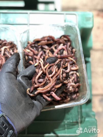 Червь дендробена