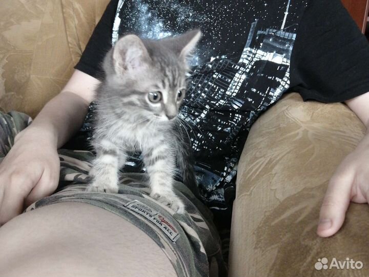 Котята в добрые руки бесплатно