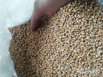 Зерно пшеницы