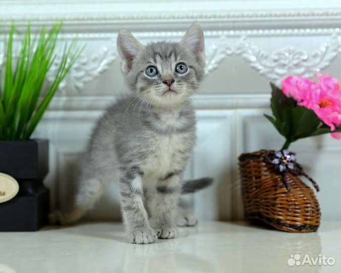 Кошечка-Маргошечка