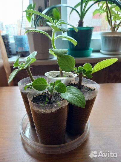 Плектрантус (домашняя мята)