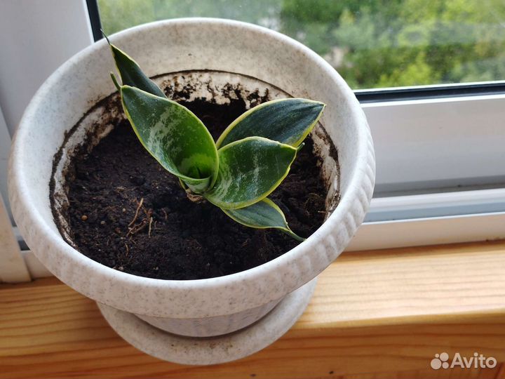 Сансевиерия