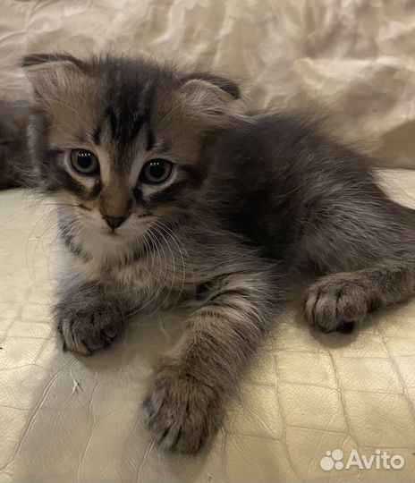 Отдам котят. Родились 16.12.22., к латку приучены