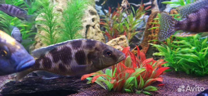 Малавийские цихлиды Золотой леопард