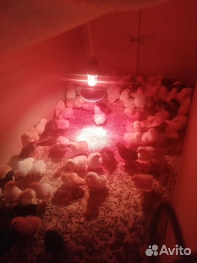 Цыплята домашние