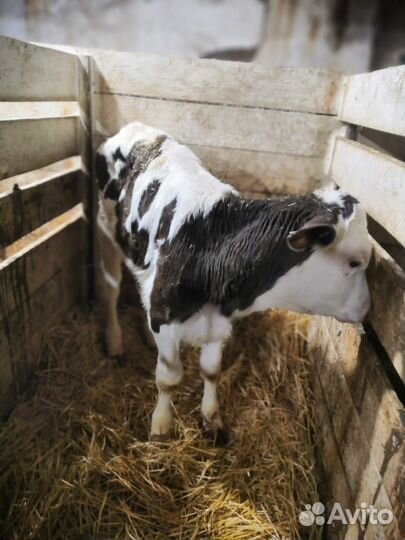 Продажа крс