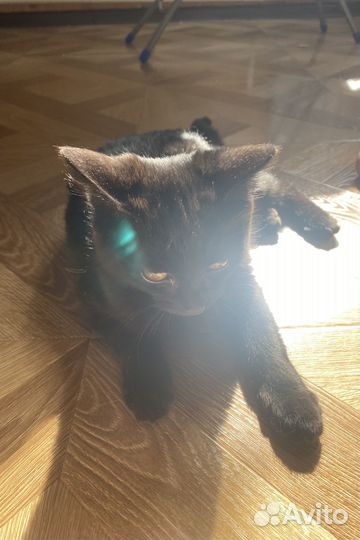 Отдам в добрые руки двух прекрасных котят)