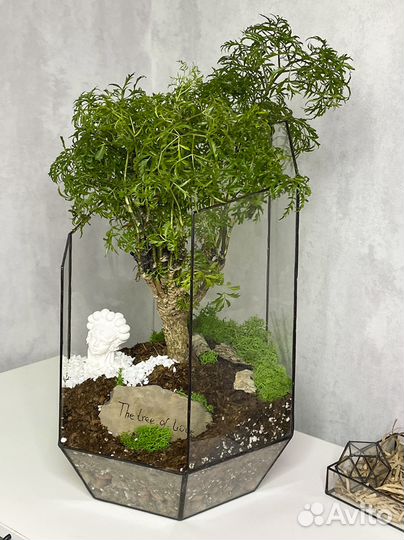 Дерево любви Фрутикоза в осколке