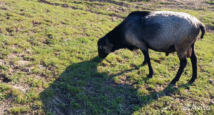 Овцы бараны