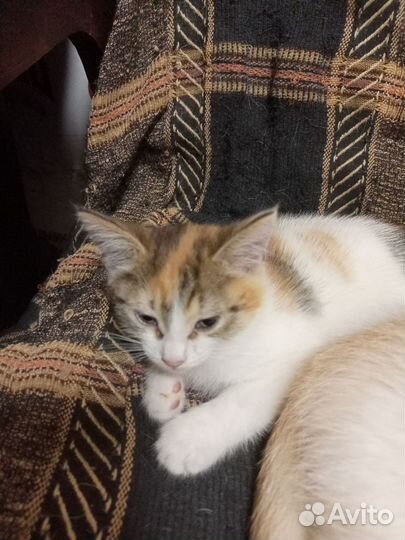 Котятки в добрые руки