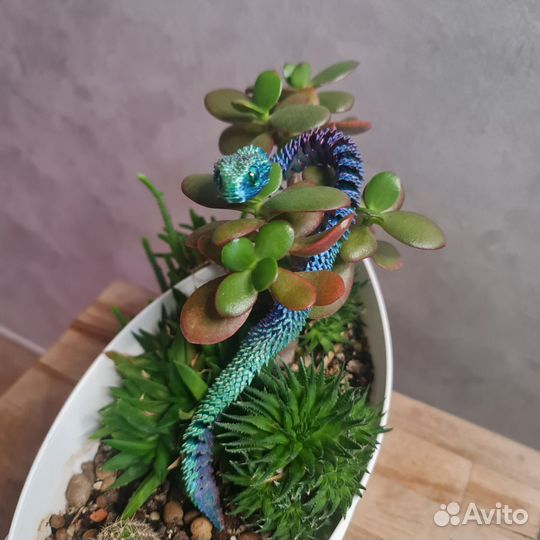 Композиция из суккулентов