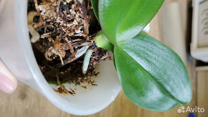 Орхидея фаленопсис