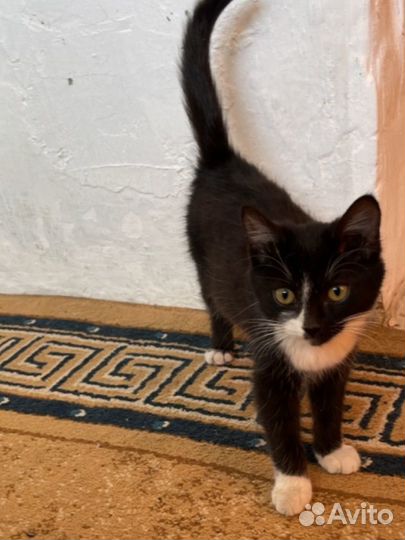 Отдам котят в добрые руки им 2 месяца